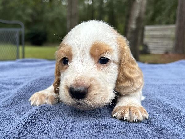 English Cocker Spaniel