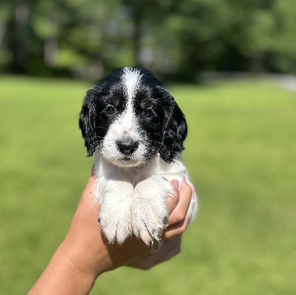 English Cocker Spaniel