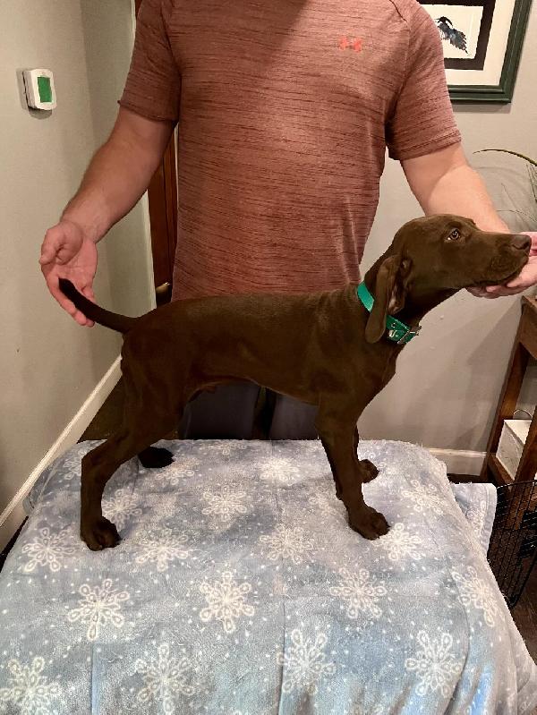 German Shorthaired Pointer