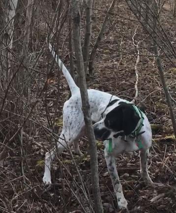 English Pointer