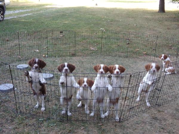 American Brittany