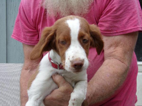 American Brittany