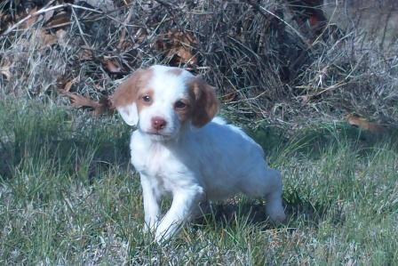 BRITTANY PUPS AVAILABLE LITTER #95