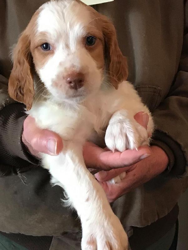American Brittany Puppies For Sale