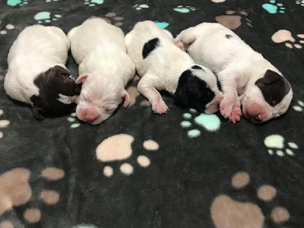 English Pointer - Puppies for Sale