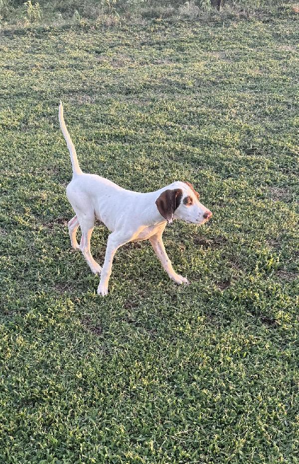 English Pointer