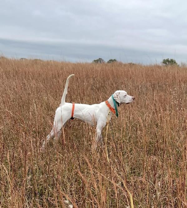 English Pointer