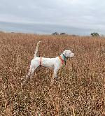 ENGLISH POINTER PUPPY