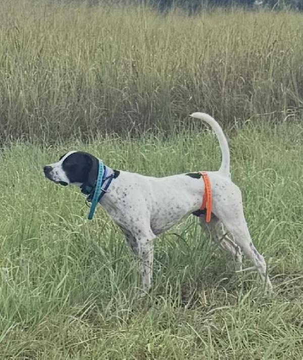 SNOW’S BLACK WATER English Pointer