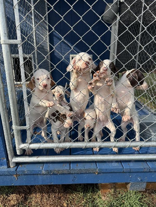 English Pointer