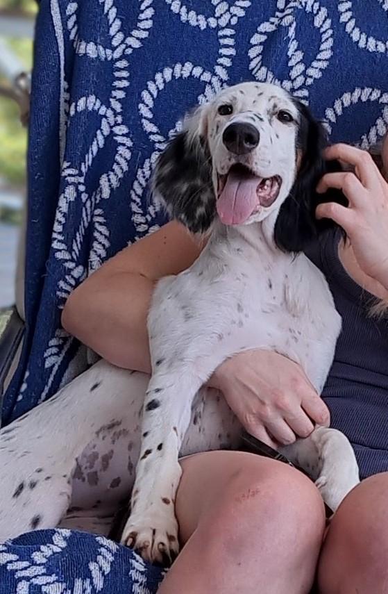 ENGLISH SETTER PUP 4 SALE