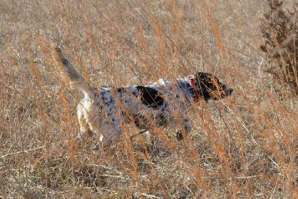 BIRD DOG FOR SALE