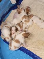 BRITTANY PUPS
