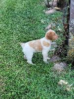 ROAN/ORANGE/WHITE MALE