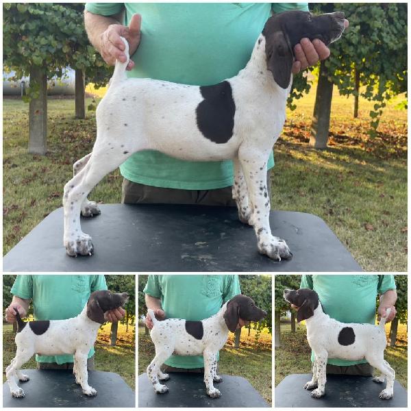 German Shorthaired Pointer