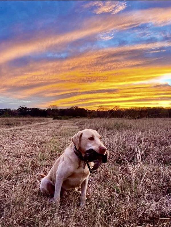 Labrador Retriever