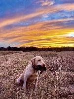 REGISTERED YELLOW LAB PUPPIES