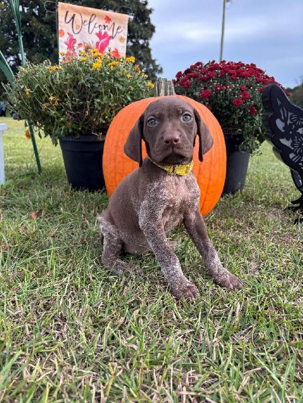 German Shorthaired Pointer