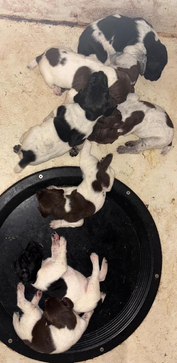 FLASHY LITTER OF GSP READY EARLY JULY German Shorthaired Pointer