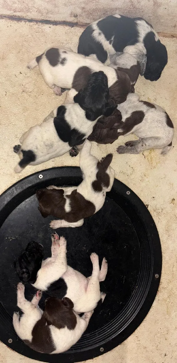 German Shorthaired Pointer