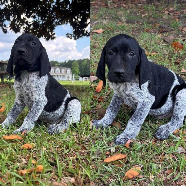 German Shorthaired Pointer