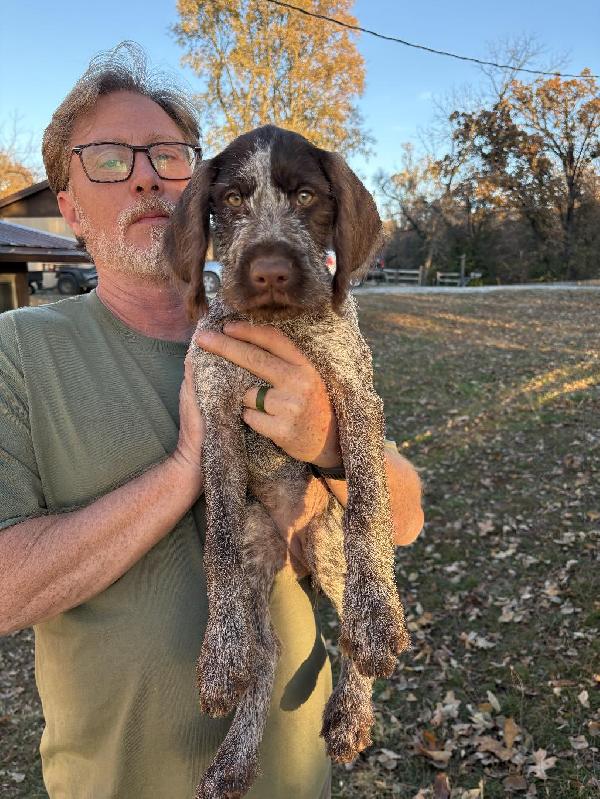 AKC GWP PUPPY AVAILABLE