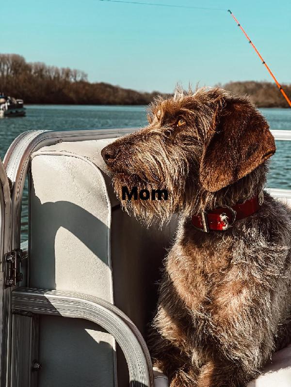 AKC GWP PUPPY AVAILABLE German Wirehaired Pointer