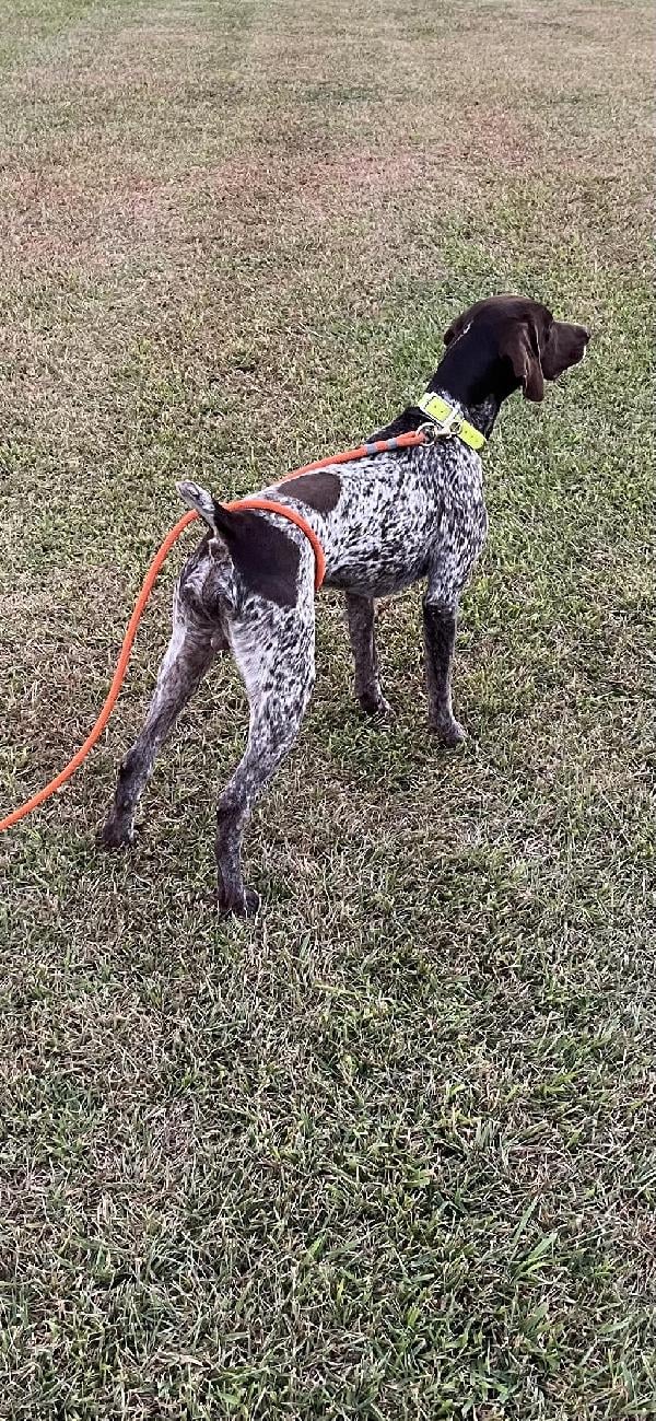 German Shorthaired Pointer