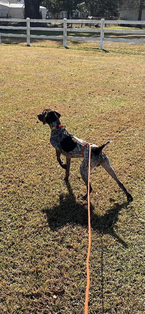 German Shorthaired Pointer