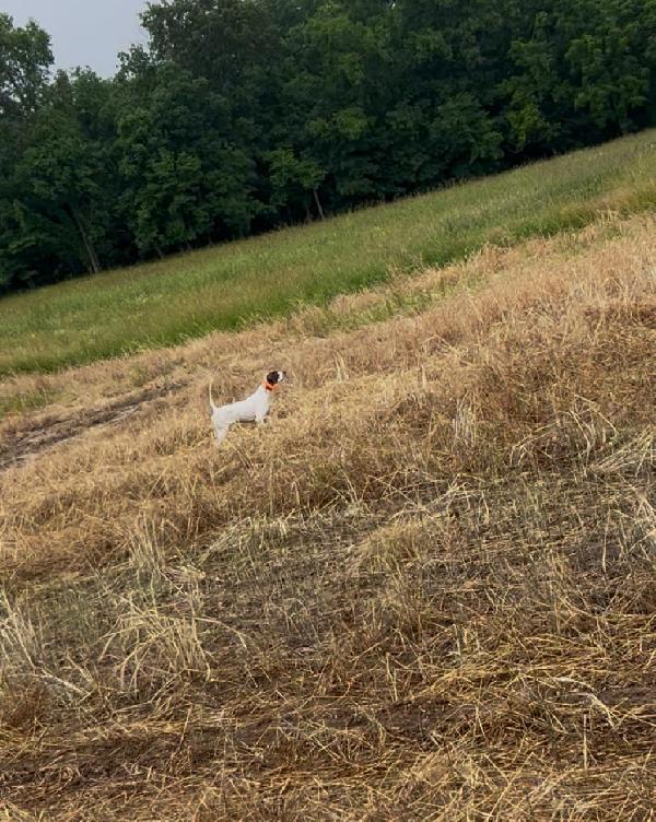 English Pointer