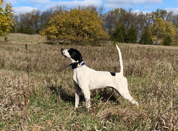 English Pointer