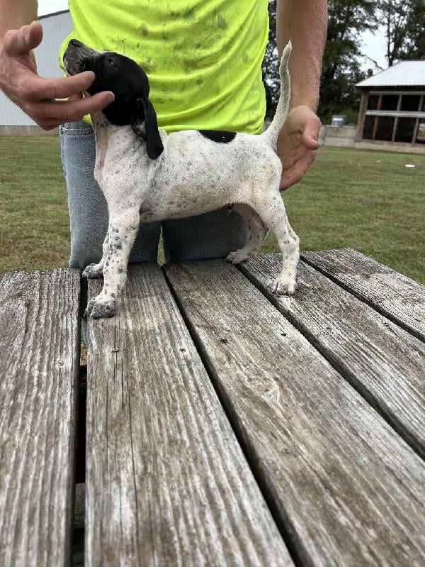 English Pointer