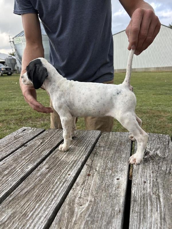 English Pointer