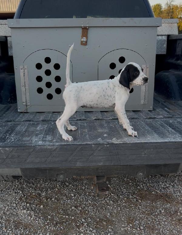 English Pointer