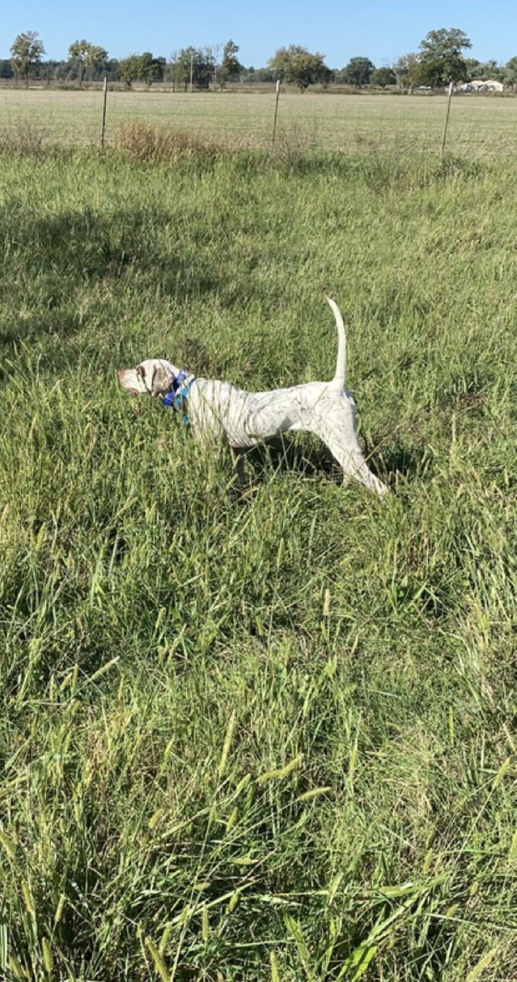 FIDDLER X REBEL STARTED MALE English Pointer