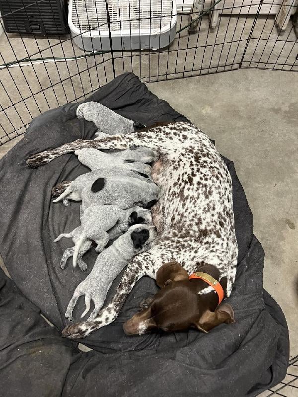 HALF SETTER HALF GSP German Shorthaired Pointer