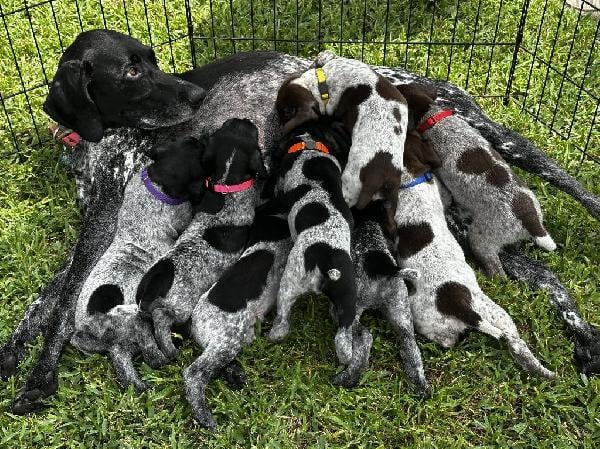 German Shorthaired Pointer