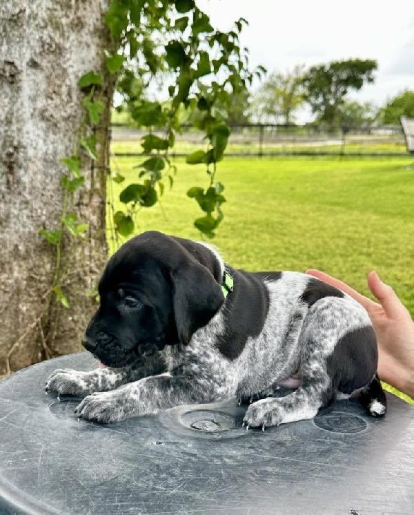 BLACK AND ROAN MALE- MAC