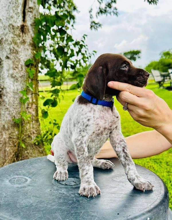 WHITE AND LIVER MALE- FINLEY