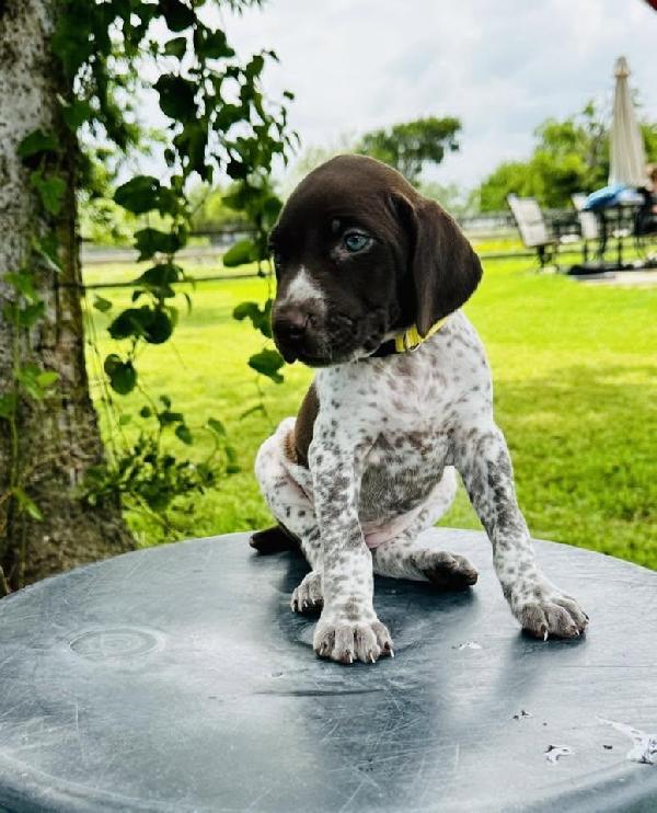 WHITE AND LIVER FEMALE- REMI