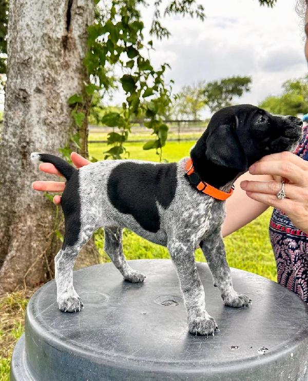 BLACK AND ROAN MALE- TEX