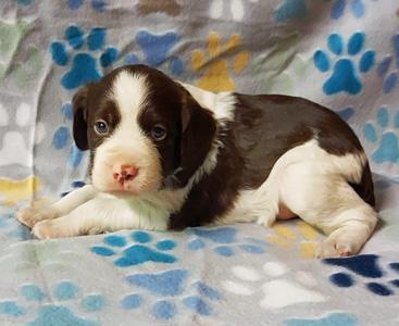 Rock steady hot sale kennel brittany