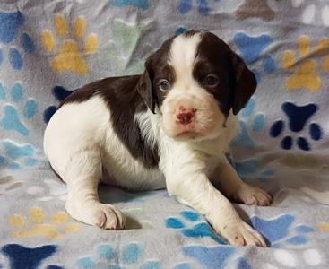 Rock steady best sale kennel brittany