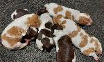 BRITTANY PUPPIES