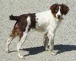 BRITANY PUPPY - 7