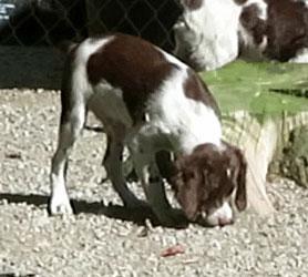 American Brittany