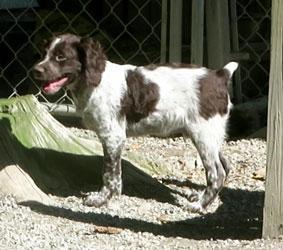 American Brittany