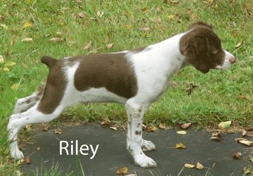 BRITANY PUPPY - RILEY American Brittany