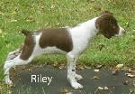 BRITANY PUPPY - RILEY