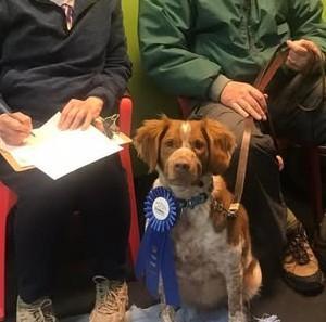 STARTED BRITTANY- CASEY American Brittany